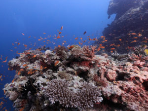 Be Blown Away by the Underwater World at the Helmuth Reef Maldives