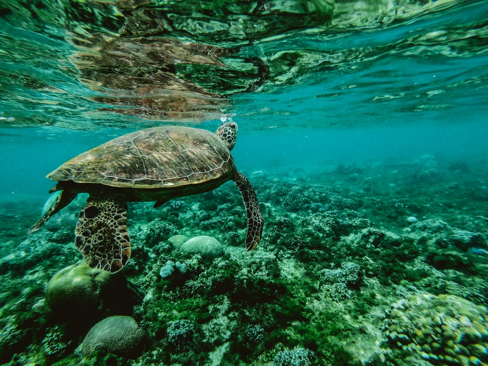 Month of the Ocean – Save the Ocean from Plastic Pollution 2020 - South Of Metro