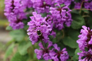 Benefits of Hiring Professional Landscaping